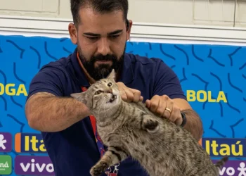 Brasile eliminato, riesplode la "maledizione del gatto Hexa" dopo 1.274 giorni
