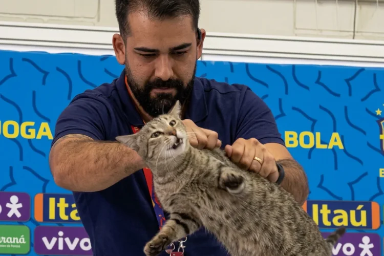 Brasile eliminato, riesplode la "maledizione del gatto Hexa" dopo 1.274 giorni