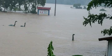 Cina, 900 serpenti fuggiti da allevamento allagato: un morso, allerta sanitaria