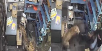 Leopardo irrompe in negozio di liquori