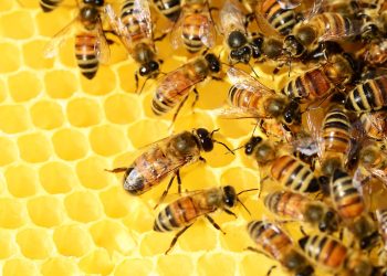 pollydot-bees-326337_1280.jpg