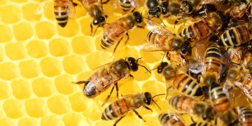 pollydot-bees-326337_1280.jpg