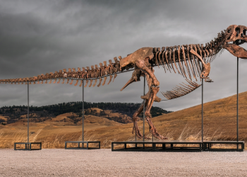 Scheletro di T-Rex esposto all'aperto su sfondo naturale. All'asta il T-Rex "Gus", l'esemplare più completo mai trovato