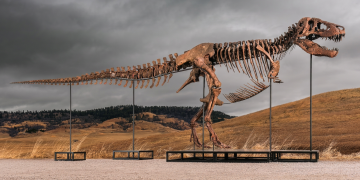 Scheletro di T-Rex esposto all'aperto su sfondo naturale. All'asta il T-Rex "Gus", l'esemplare più completo mai trovato