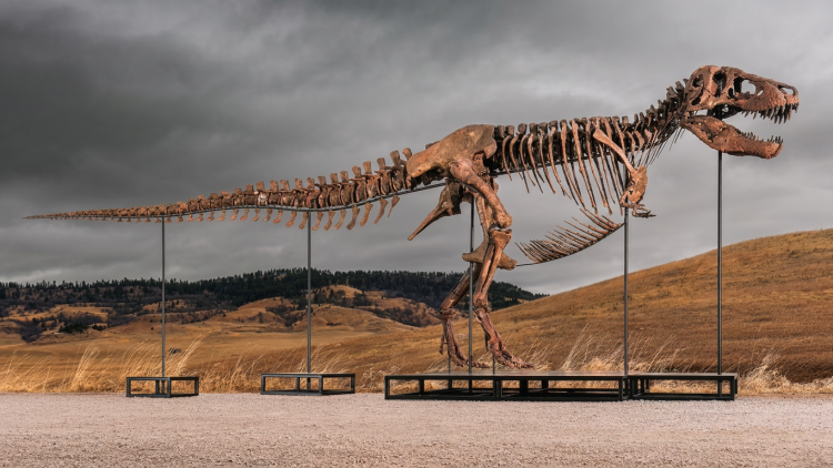 Scheletro di T-Rex esposto all'aperto su sfondo naturale. All'asta il T-Rex "Gus", l'esemplare più completo mai trovato