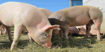 Peste suina, allarme per la Cinta Senese: "La razza rischia di scomparire"