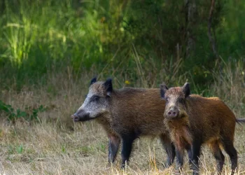 Cinghiali madre e figlio camminano nel bosco, primo piano