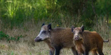 Cinghiali madre e figlio camminano nel bosco, primo piano