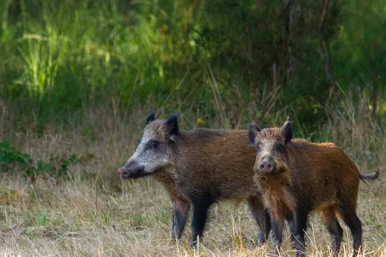 Cinghiali madre e figlio camminano nel bosco, primo piano