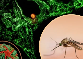 West Nile Virus and Culex Mosquito 01