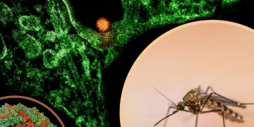 West Nile Virus and Culex Mosquito 01