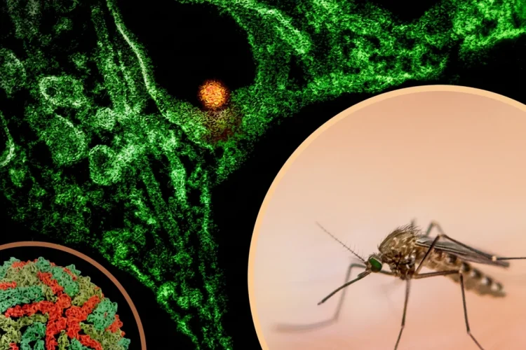 West Nile Virus and Culex Mosquito 01