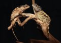 Acanthosaura syrax