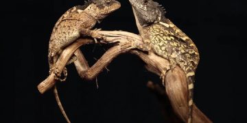 Acanthosaura syrax