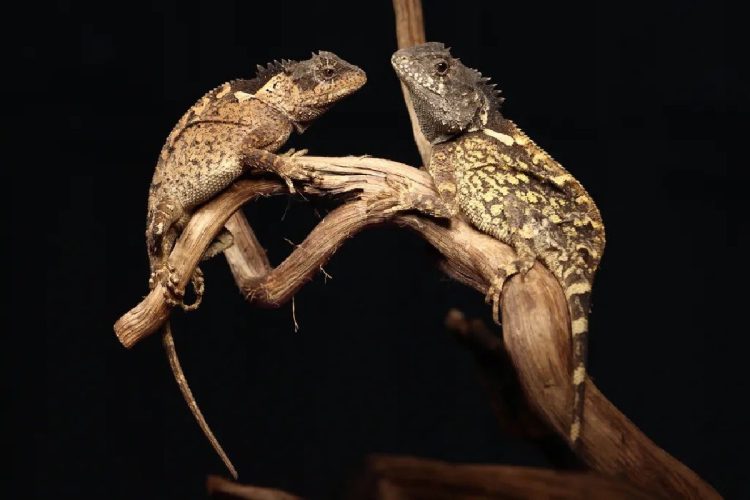 Acanthosaura syrax