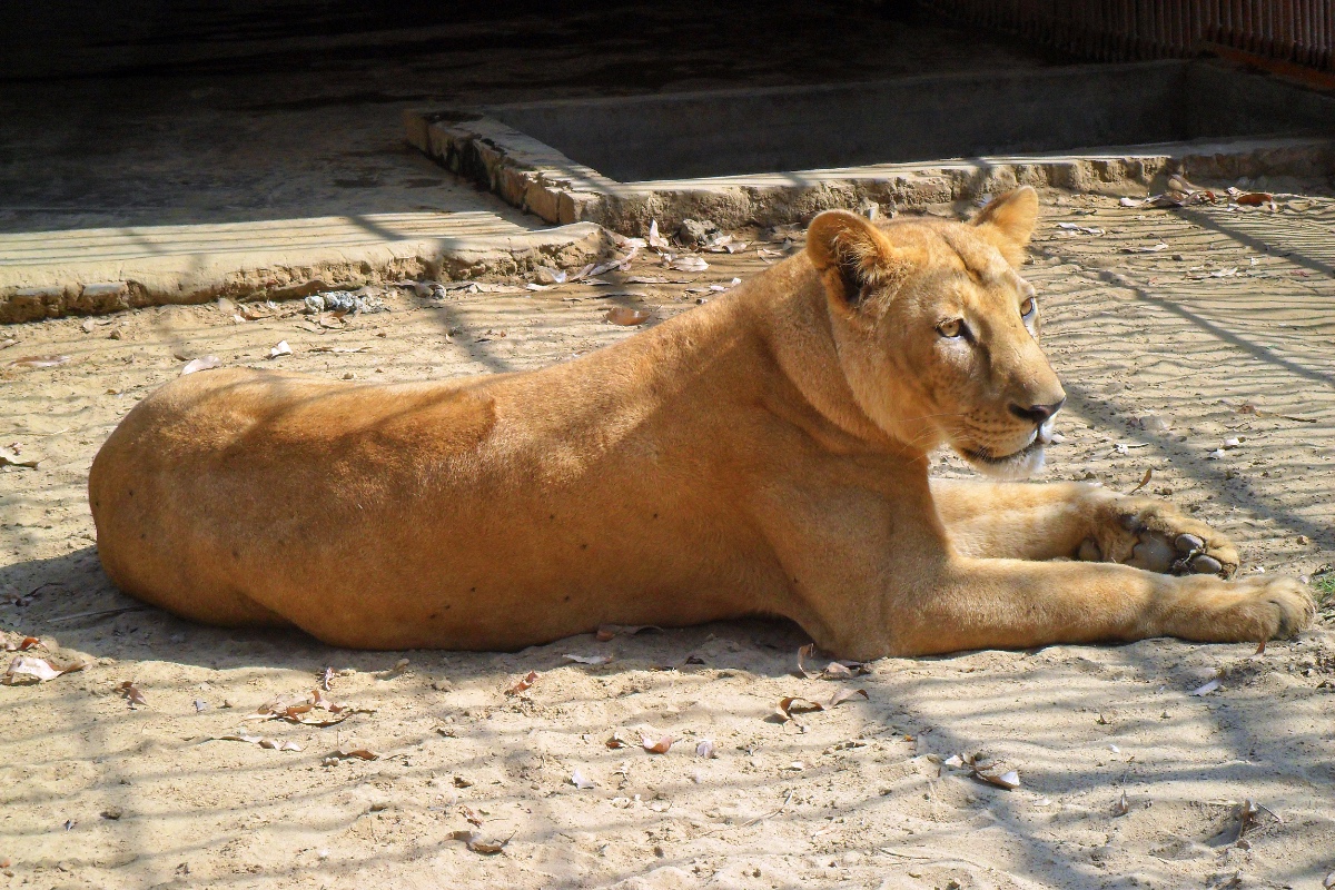 Asiatic lion (female), Chittagong Zoo (01).jpg