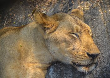 Tre leonesse uccise dal caldo allo zoo di Tokyo