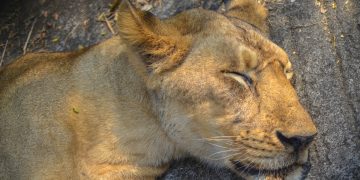 Tre leonesse uccise dal caldo allo zoo di Tokyo