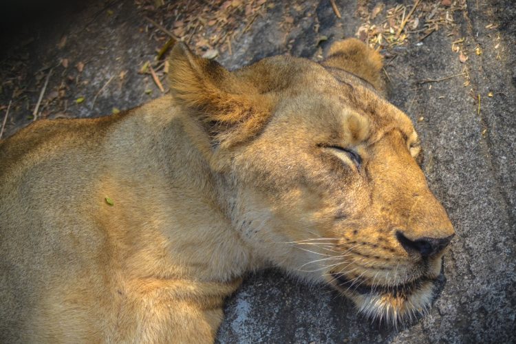 Tre leonesse uccise dal caldo allo zoo di Tokyo