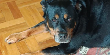 Nardò, 80enne sbranato da due Rottweiler- trovato morto nella sua campagna