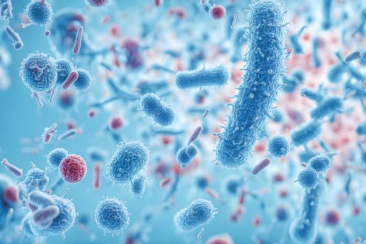 Batterio killer nello Stretto di Messina: l'allarme dell'Europa sul Vibrio vulnificus