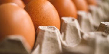 akirevarga-egg-7345934_1280.jpg