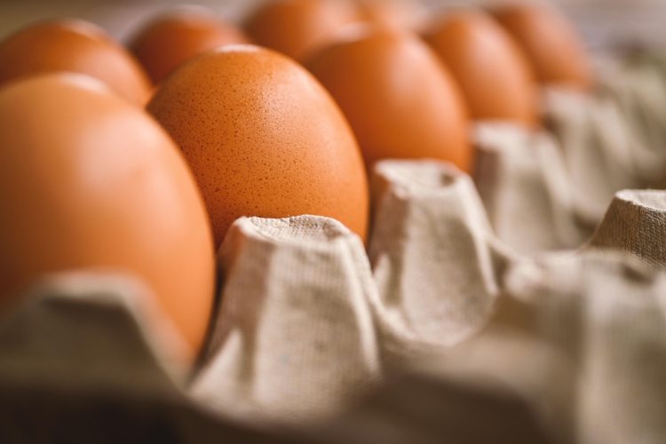 akirevarga-egg-7345934_1280.jpg