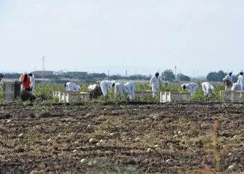 Bracciante ucciso nel Foggiano, 'pestato e finito a coltellate'