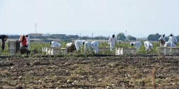 Bracciante ucciso nel Foggiano, 'pestato e finito a coltellate'
