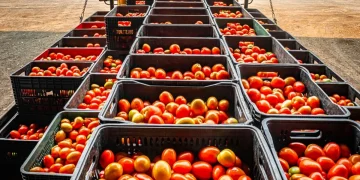 Diciotto tonnellate di pomodoro: carico di scarti finisce su una Dacia