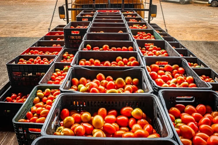 Diciotto tonnellate di pomodoro: carico di scarti finisce su una Dacia