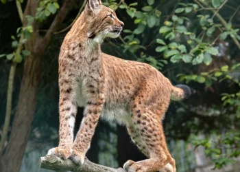 Lince rossa adulta maculata in piedi su ramo, profilo laterale