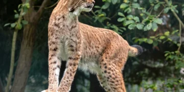 Lince rossa adulta maculata in piedi su ramo, profilo laterale