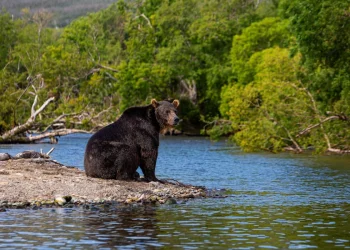 Orso bruno si siede solitario sulla riva di un fiume