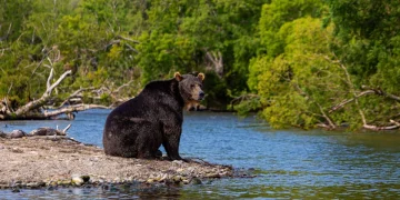 Orso bruno si siede solitario sulla riva di un fiume
