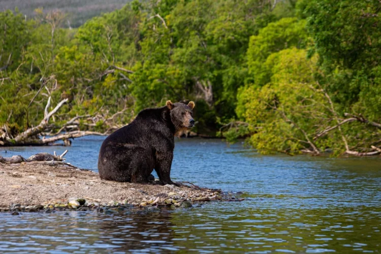 Orso bruno si siede solitario sulla riva di un fiume