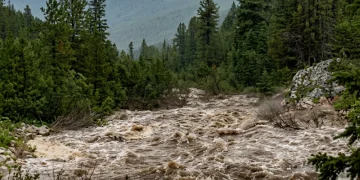 Fiume in piena tra conifere e montagne rocciose sotto cielo nuvoloso in Val di Fassa