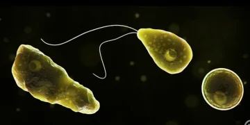 Rappresentazione microscopica ameba Naegleria fowleri, flagellata e cistica, su sfondo scuro.