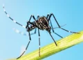 Zanzara tigre a strisce bianche e nere su filo d'erba verde.