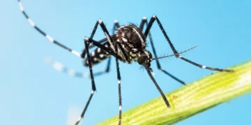 Zanzara tigre a strisce bianche e nere su filo d'erba verde.