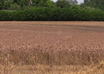 Il Mar Nero riapre la guerra del grano: attacchi a porti e navi spingono i prezzi internazionali