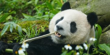 A giant panda peacefully munches on bamboo amidst a verdant, natural habitat, exemplifying wildlife at ease.