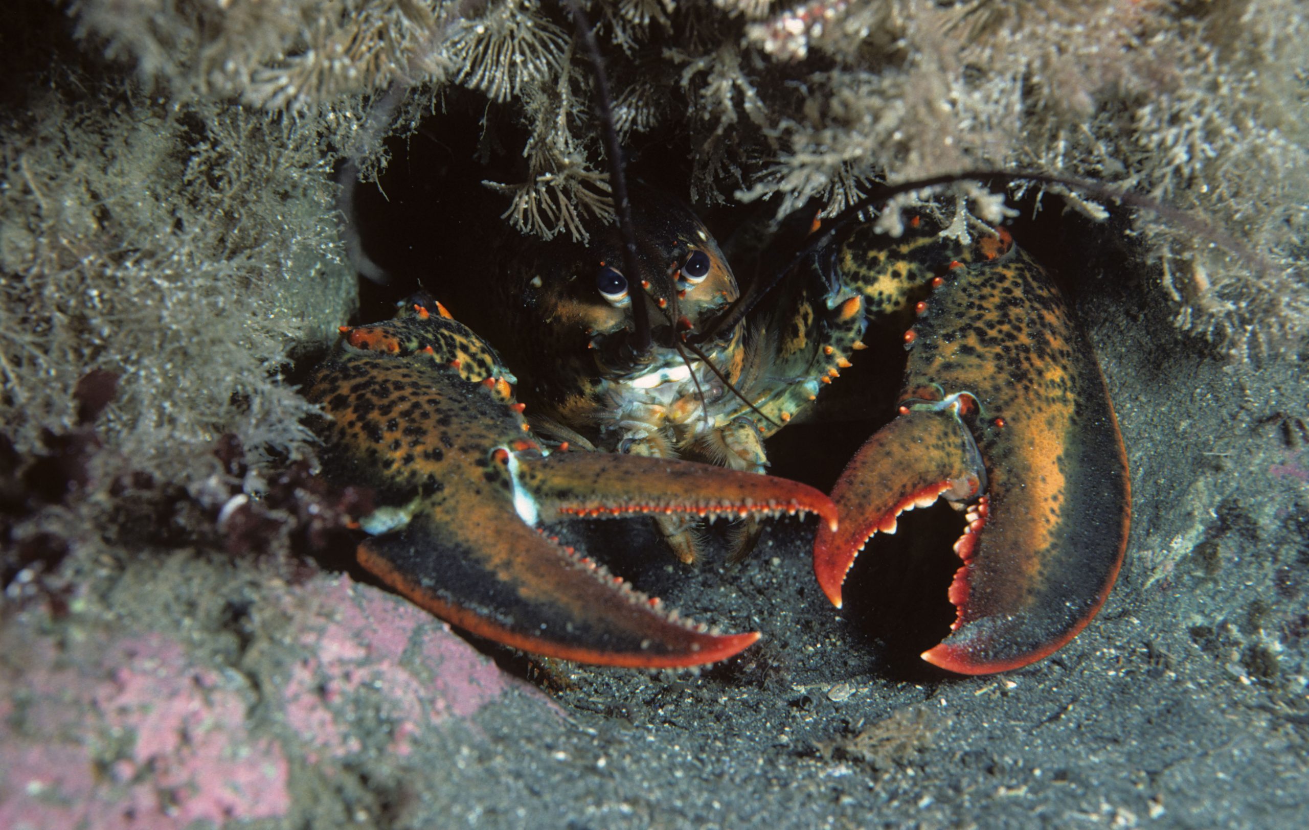 American lobster hiding in marine environment, showcasing vivid colors and natural habitat.