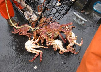 King Crab