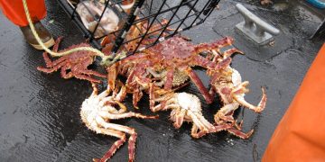 King Crab