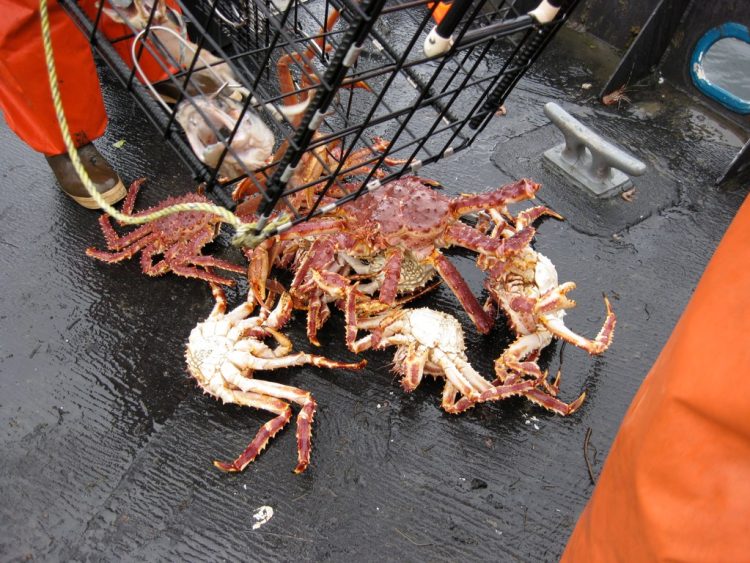 King Crab