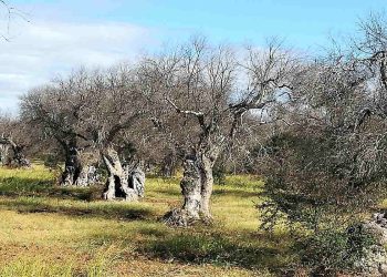 Alberi di olivo attaccati da Xylella