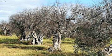 Alberi di olivo attaccati da Xylella