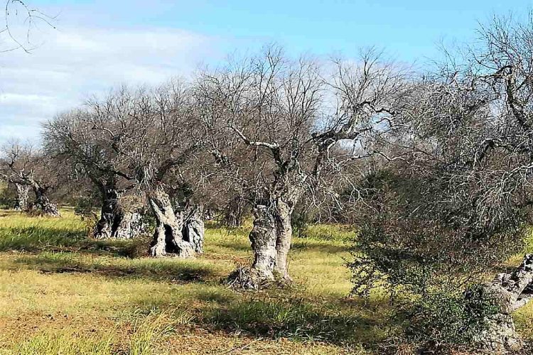 Alberi di olivo attaccati da Xylella