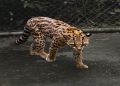 La nuova specie di gatto selvatico scoperta in Bolivia (Tilcayo)